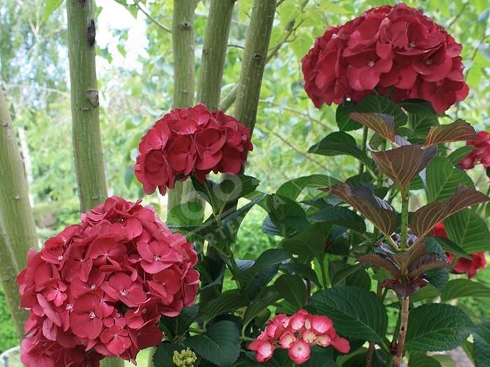 Hortensia Schloss Wackerbarth