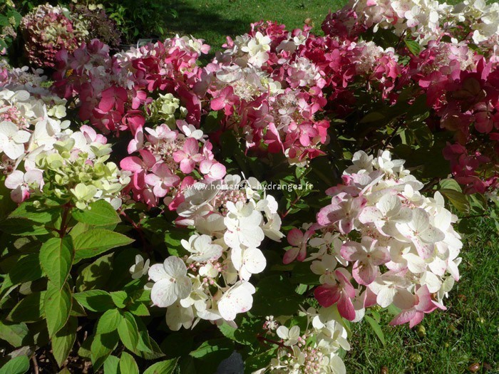 par espèce gt; Hydrangea paniculata gt; HYDRANGEA pan. Diamant Rouge ®