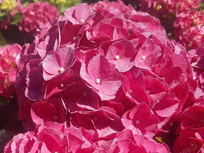 Hydrangea macrophylla Red EVER BELLES® 'Hortmalegretto'