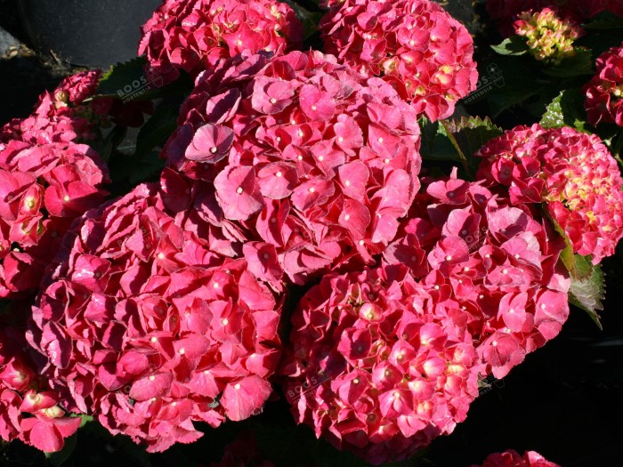 Hydrangea macrophylla Red EVER BELLES® 'Hortmalegretto'