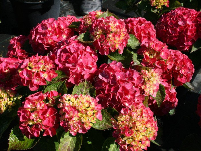 Hydrangea macrophylla Red EVER BELLES® 'Hortmalegretto'