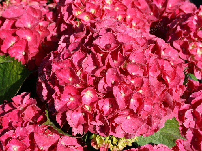 Hydrangea macrophylla Red EVER BELLES® 'Hortmalegretto'