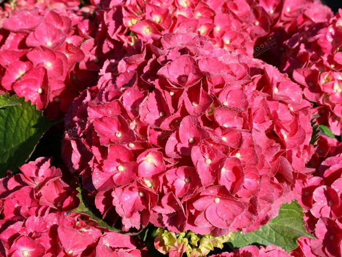 Hydrangea macrophylla Red EVER BELLES® 'Hortmalegretto'