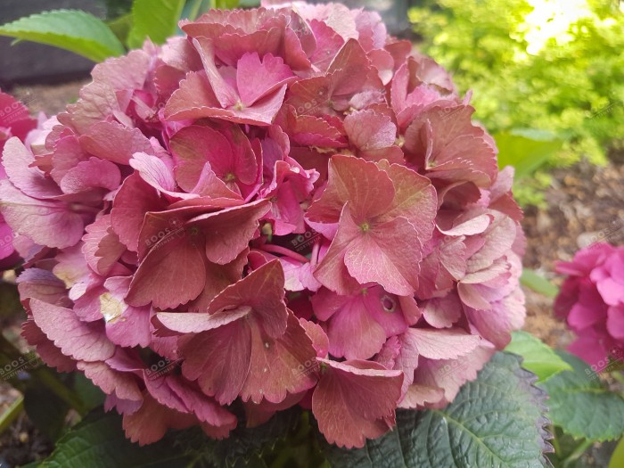 Hydrangea macrophylla Red EVER BELLES® 'Hortmalegretto'