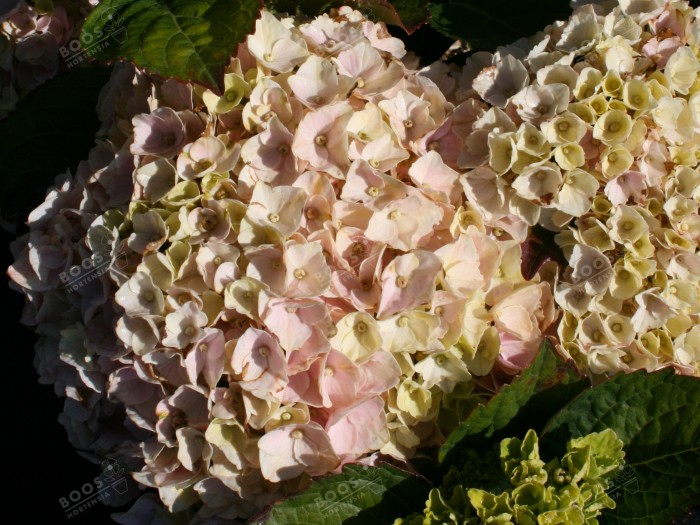 Hydrangea macrophylla Pink EVER BELLES® ''Hokomaplico