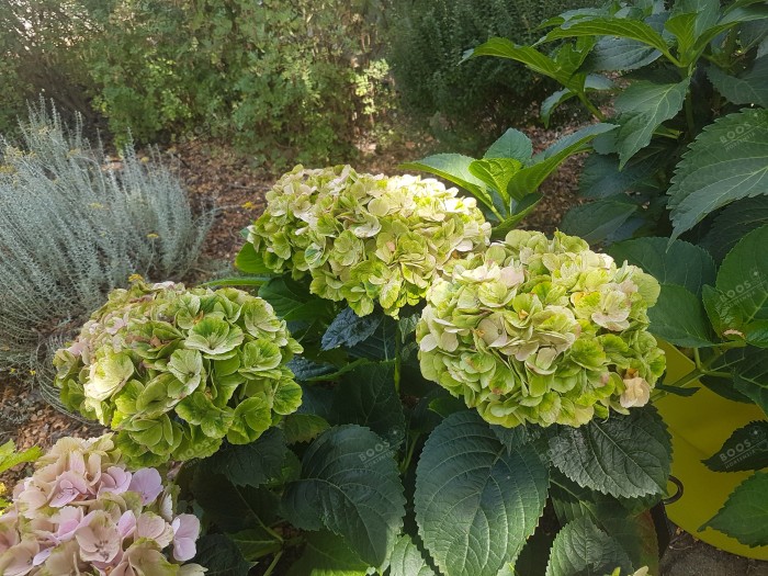 Hydrangea macrophylla Pink EVER BELLES® ''Hokomaplico