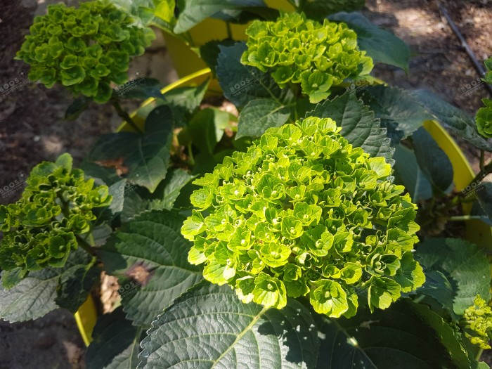 Hydrangea macrophylla Green EVER BELLES® 'Hortmagreclo'