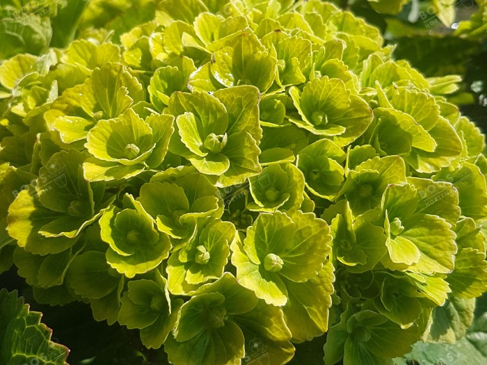Hydrangea macrophylla Green EVER BELLES® 'Hortmagreclo'