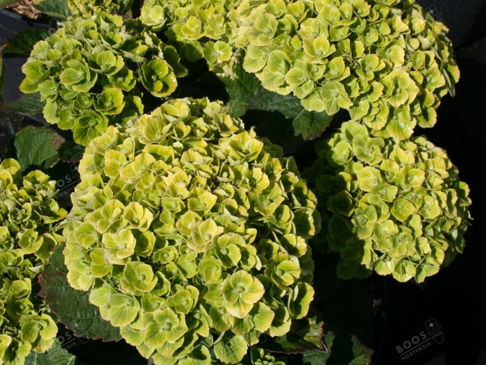 Hydrangea macrophylla Green EVER BELLES® 'Hortmagreclo'