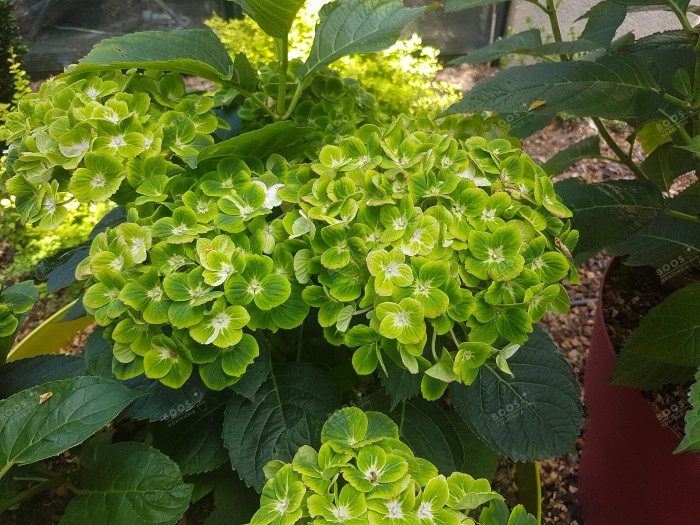 Hydrangea macrophylla Green EVER BELLES® 'Hortmagreclo'