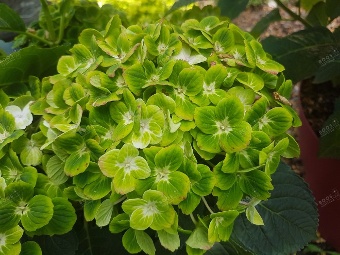 Hydrangea macrophylla Green EVER BELLES® 'Hortmagreclo'