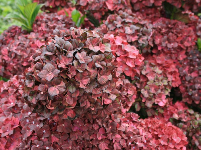 Hydrangea macrophylla Chocolate EVER BELLES® 'Hokomachoko'