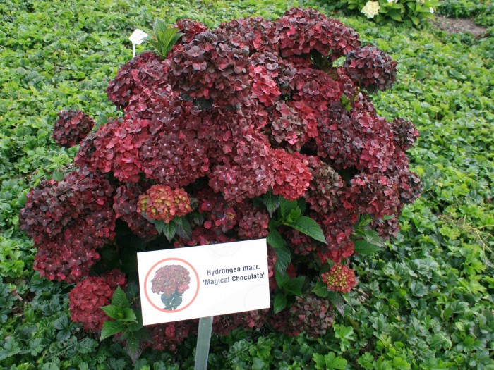 Hydrangea macrophylla Chocolate EVER BELLES® 'Hokomachoko'