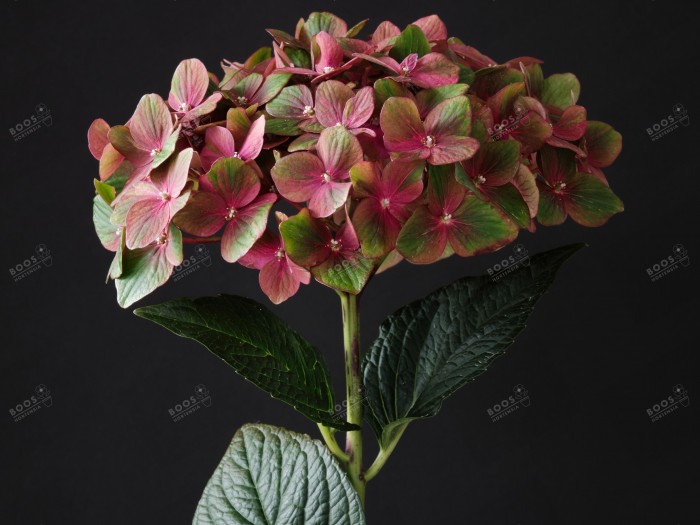 Hydrangea macrophylla Chocolate EVER BELLES® 'Hokomachoko'