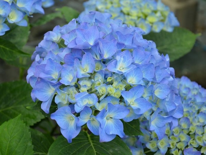 Hortensias pour potées fleuries