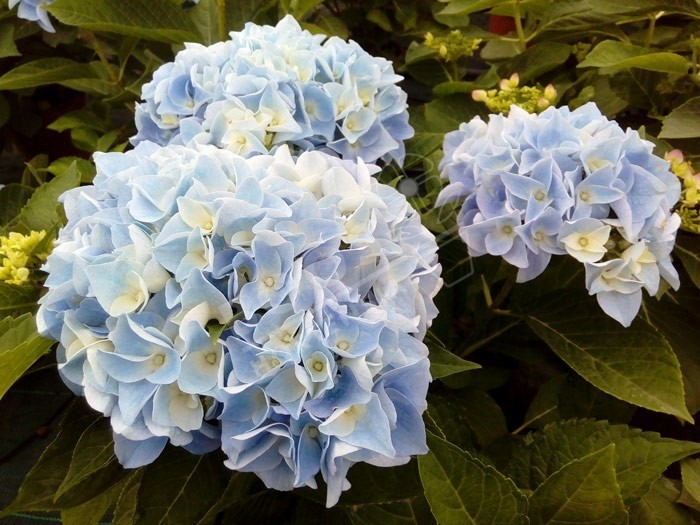 HORTENSIA 'Ankong® ' en fleurs