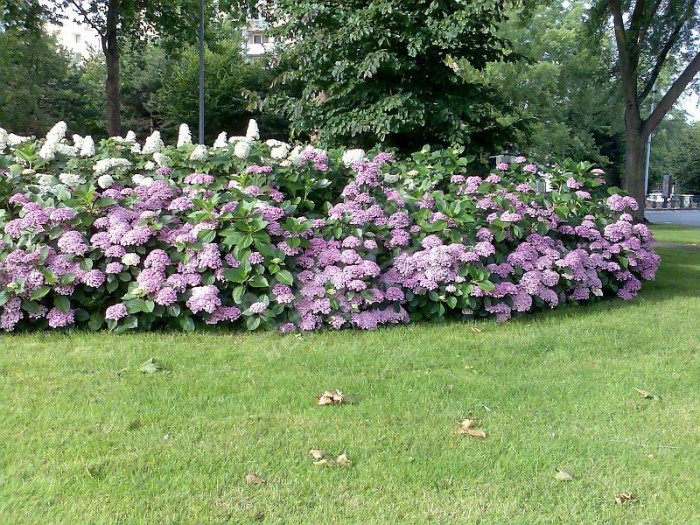 Hydrangea macrophylla 'Ayesha' l'hortenisa à fleurs de lilas