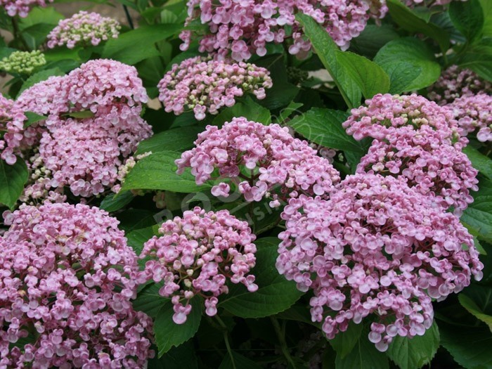 Hydrangea macrophylla 'Ayesha' l'hortenisa à fleurs de lilas