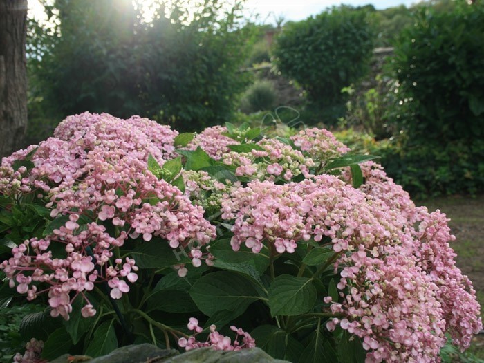 Hydrangea macrophylla 'Ayesha' l'hortenisa à fleurs de lilas