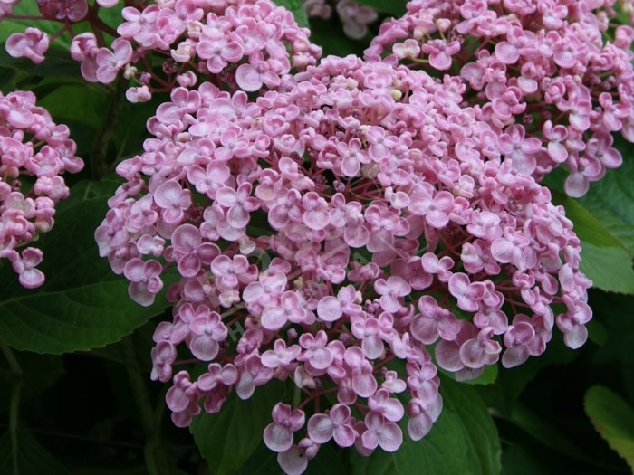 Hydrangea macrophylla 'Ayesha' l'hortenisa à fleurs de lilas