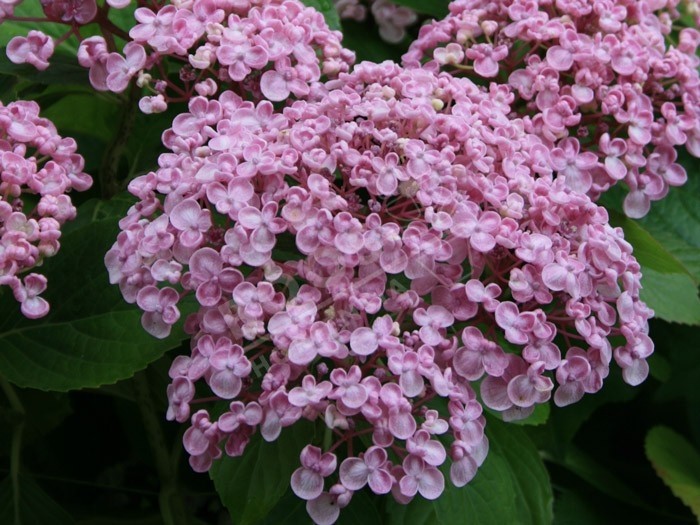 Hydrangea macrophylla 'Ayesha' l'hortenisa à fleurs de lilas