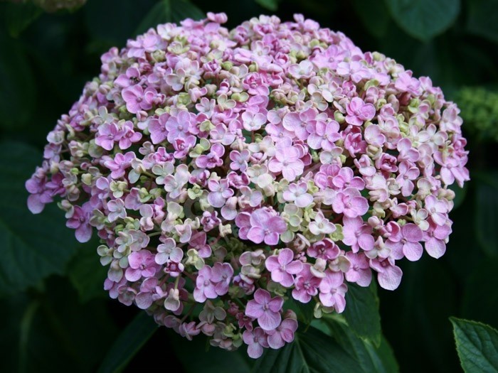 Hydrangea macrophylla 'Ayesha' l'hortenisa à fleurs de lilas