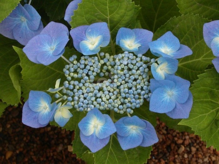 hortensia blaumeise fleur tete plate bleue