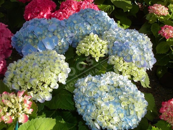 hortensia bodensee en début de floraison