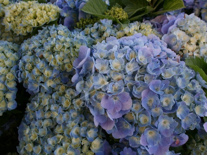 hortensia bodensee en fleurs