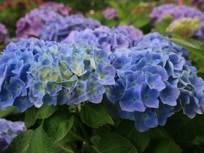 hortensia bodensee en fleurs