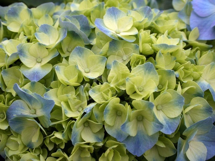 hortensia bodensee en fleurs