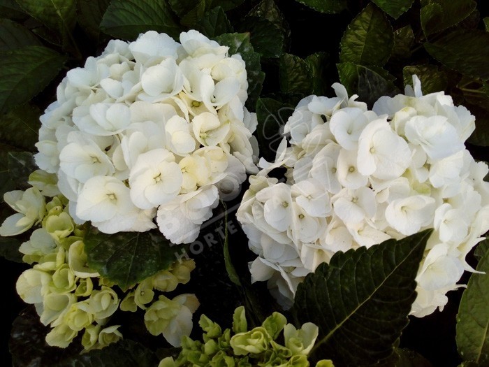 HORTENSIA Bright White ®