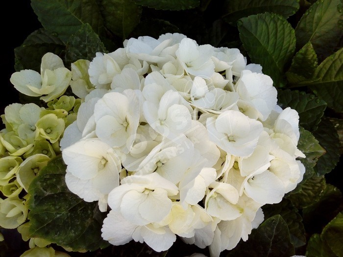 HORTENSIA Bright White ®