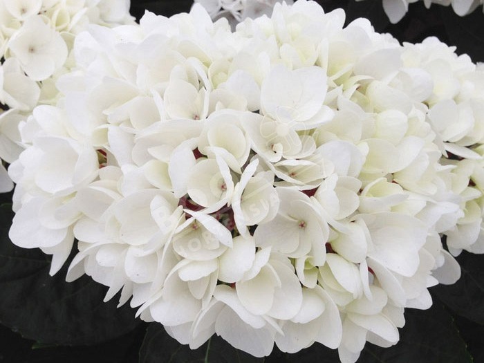 HORTENSIA Choco Pur ®