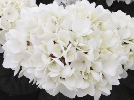 HORTENSIA Choco Pur ®