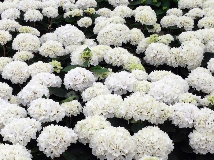 HORTENSIA Choco Pur ®