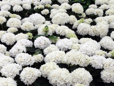 HORTENSIA Choco Pur ®