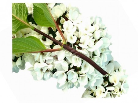 HORTENSIA Choco Pur ®