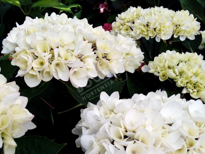 HORTENSIA Choco Pur ®