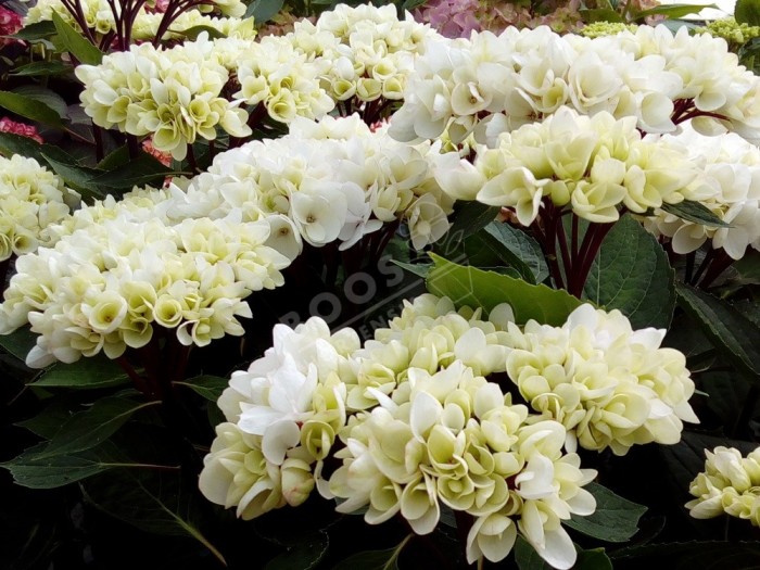 HORTENSIA Choco Pur ®
