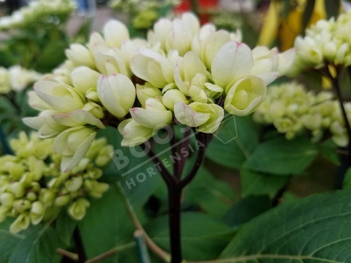 HORTENSIA Choco Pur ®