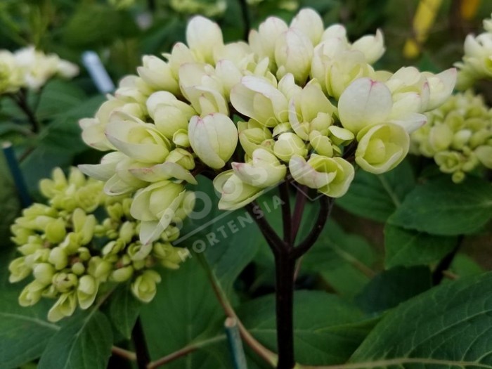 HORTENSIA Choco Pur ®