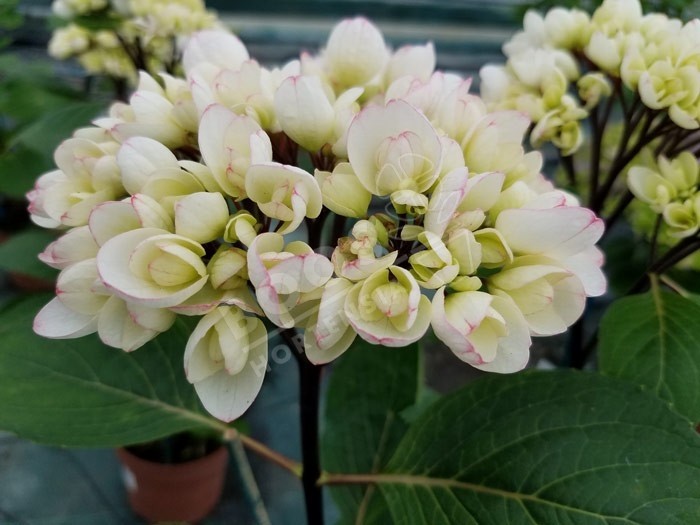 HORTENSIA Choco Pur ®