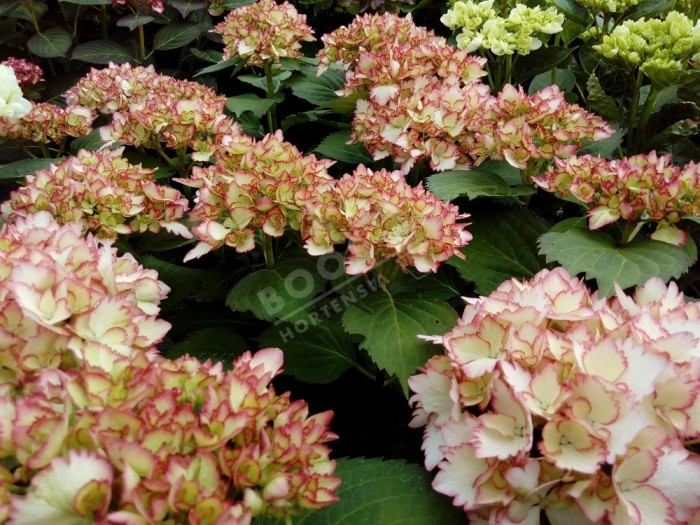 Parfum Floral Hortensia De L'Erbolario - Ligne Parfumée - 50 Ml Ou 100 Ml