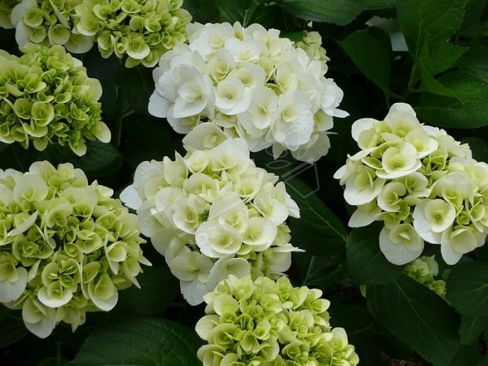 hortensia shakira en fleurs