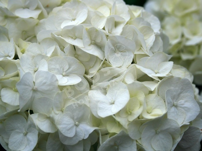 hortensia shakira en fleurs