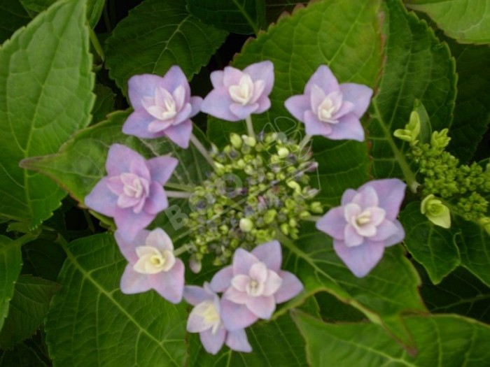 HORTENSIA Hydrangea macrophylla Etoile Violette