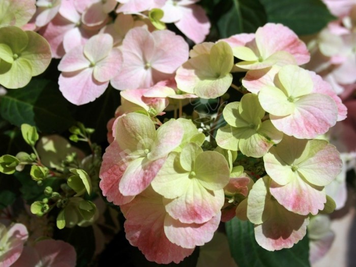 Hortensia French Bolero