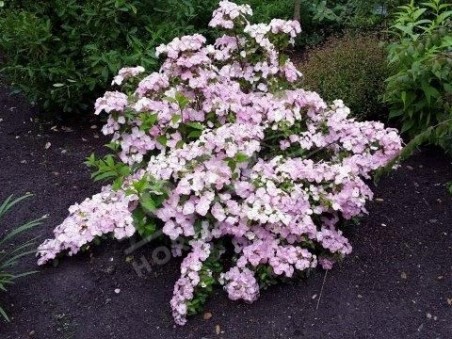 Hortensia French Bolero