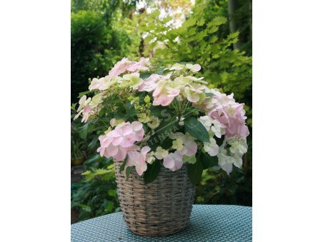Hortensia French Bolero